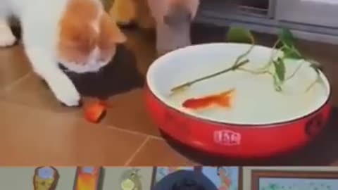 WOW! Doggy is Great 😢 _ Dog saved fish life _dog _shorts