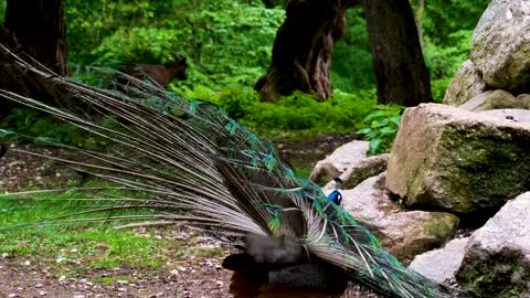 Bird Peacock Feathers Plumage Multicoloured Wheel