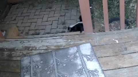 Skunk casually leaves a present on my front door mat