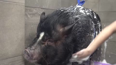 Dramatic Pot Belly Pig at the dog groomers?-15