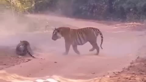 Tiger_Fighting_Clip
