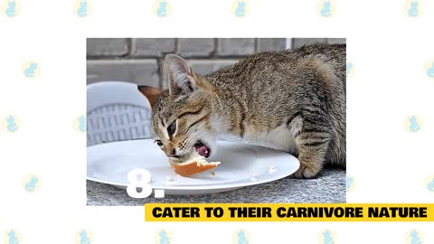 Cat nutrition