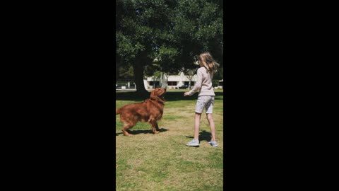Cute girl playing with dog