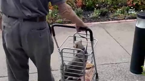 90-Year-Old Grandparents Take Adopted Cat for a Walk