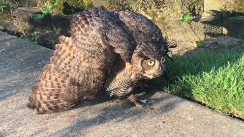 Injured_owl_vs_cat(480p)