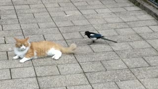 Crazy magpie obsessed with cat's tail