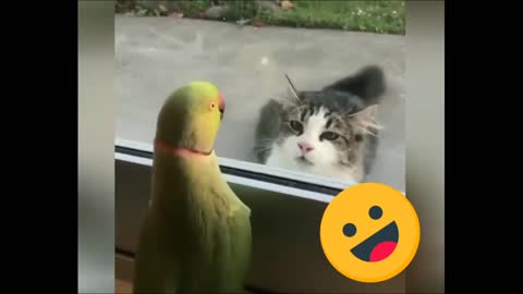 Parrot and cat speak 😂😂