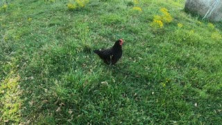 The Black Hen relaxing By a Hay Bale