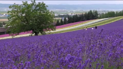 Lavender Fields of the Provence, France🇫🇷__2022