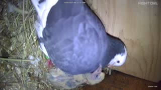 Flock it Farm: Baby pigeons being fed by parent