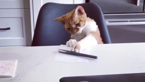 Pen thief kitten