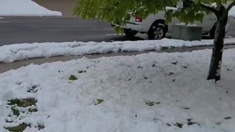 go home colorado you're drunk #sledding #mayblizzard #colorado #snowman