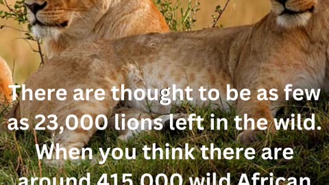 facts about lions 1/10