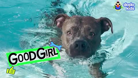 Get This Pit Bull Out Of The Pool! | Bad Boys And Girls | Dodo Kids
