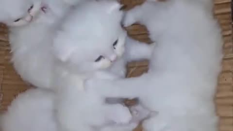 WHITE PERSIAN CAT KITTEN