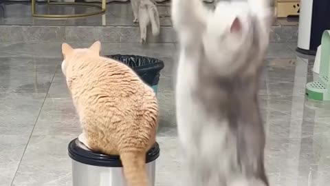 Most funny video cats