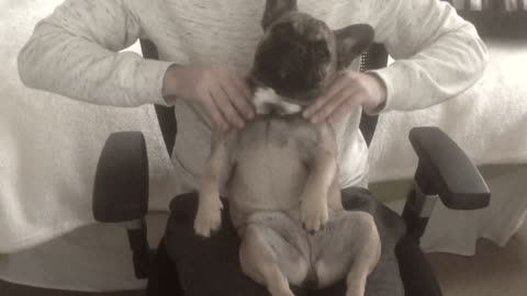 French Bulldog puppy enjoys relaxing massage