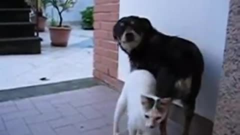 cat and dog love