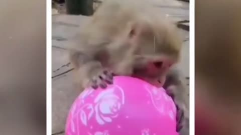 Monkeys funny Animals Videos 2023