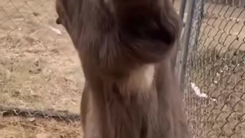 Funny GOAT "Michael"😂 | Funny animals videos | HQ