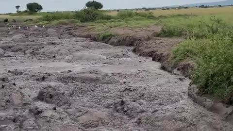 Hippos engage in mud wallowing