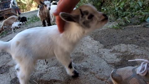 Chèvres miniatures des Tourelles - Notre adorable petite OVA !