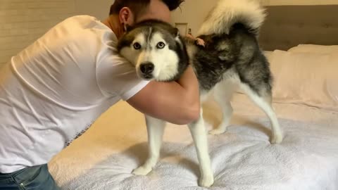 Meeka Didn’t Want A Hug! (SO DRAMATIC!) 🤣 Husky Dog