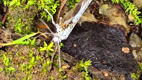 Injured gypsy moth / this beautiful insect is missing a wing.