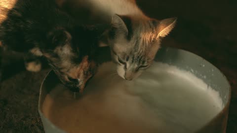 Beautiful Cats Drinking Milk