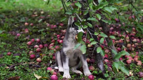 A beautiful apple orchard