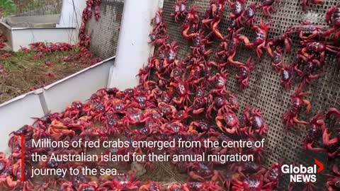 Millions of red crabs begin annual migration on Christmas Island