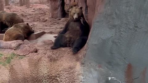 Bear Waves Back