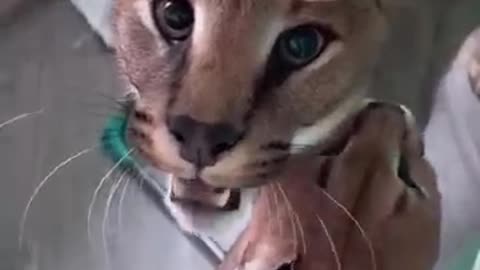 Floppa Growling : Marx & Rosa : Caracal