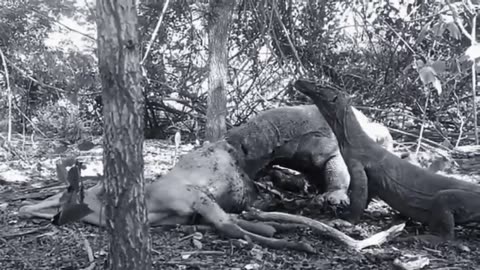 Komodo Dragons Eating Their Prey Alive Pet Spot