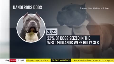 Dangerous Dogs: Could American bully dogs be banned?