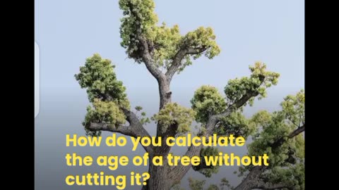 How to calculate the age of a tree