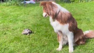 Dog And Tortoise Are The Best Of Friends