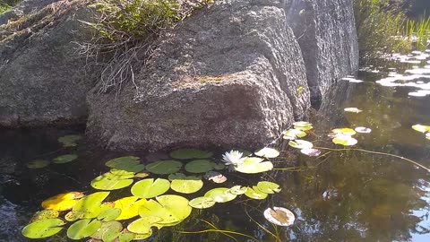 Water Lily