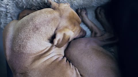 Sleeping Dog Brown Dog Cute Rest Resting Nap