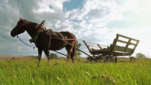 Horse with carriage on beautiful meadow