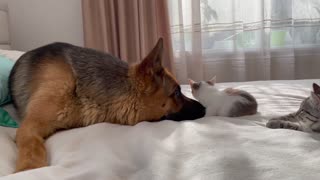 What does the friendship of a German Shepherd and Kittens look like