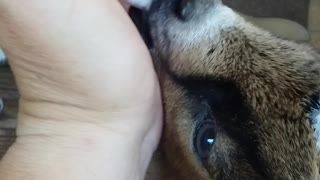 Feeding baby goats