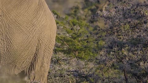Elephant Grazing in African Scrubland