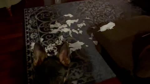 Embarrassed puppy gets a lecture for shredding toilet paper