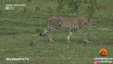 Crocodile Catches Cheetah