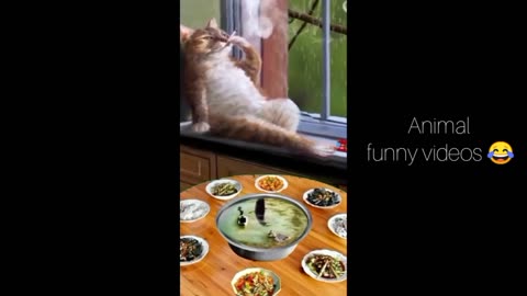 Animal funny videos.viral funny animal videos.Cute animals funny videos. 2024