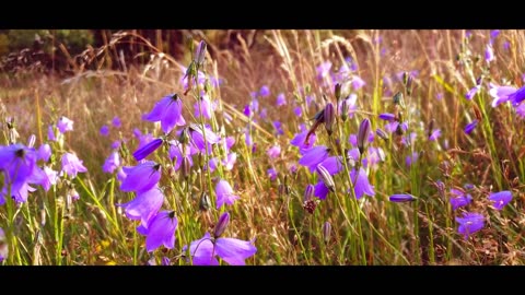 Purple Hues and Melodies | A Symphony of Nature and Music