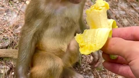 Can baby monkeys eat