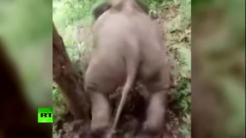 Elephant-Sledding