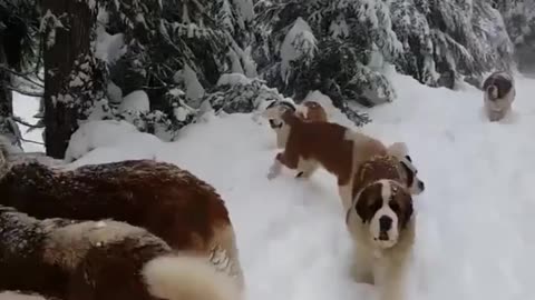 Cute dogs are enjoying in the Snow 🐕🥶☃️
